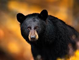 black bear