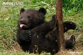 bear cubs